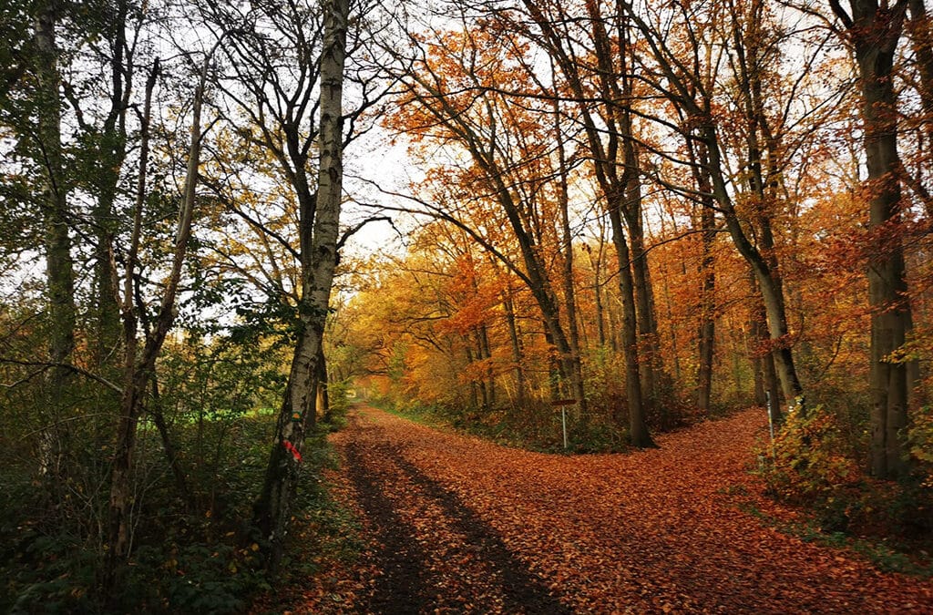 Der Zauberwald in meinem Herzen