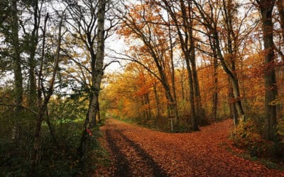 Der Zauberwald in meinem Herzen