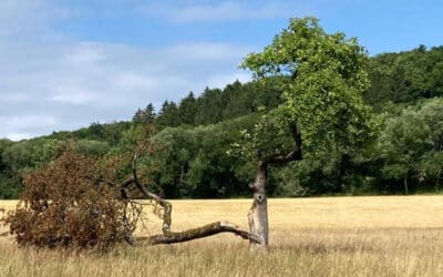 Ein Baum, der mich immer wieder etwas lehrt
