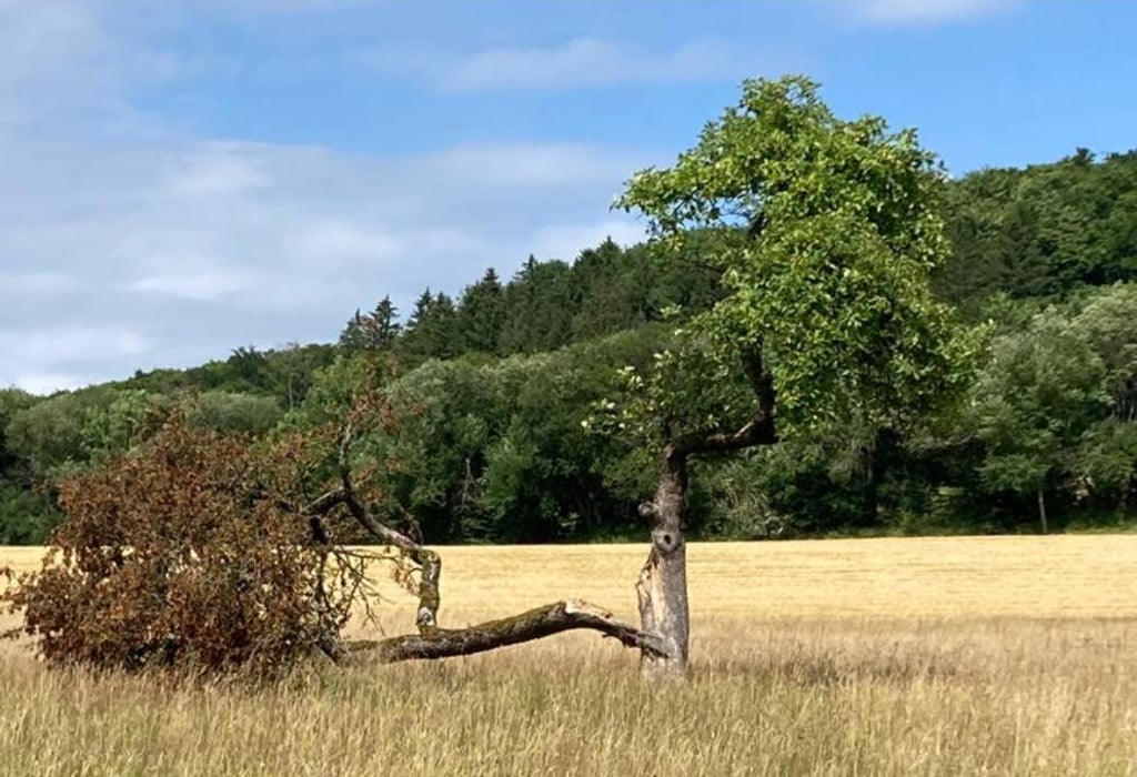 Foto_Baum_Blitz_Iris Decker_2026_1024_700