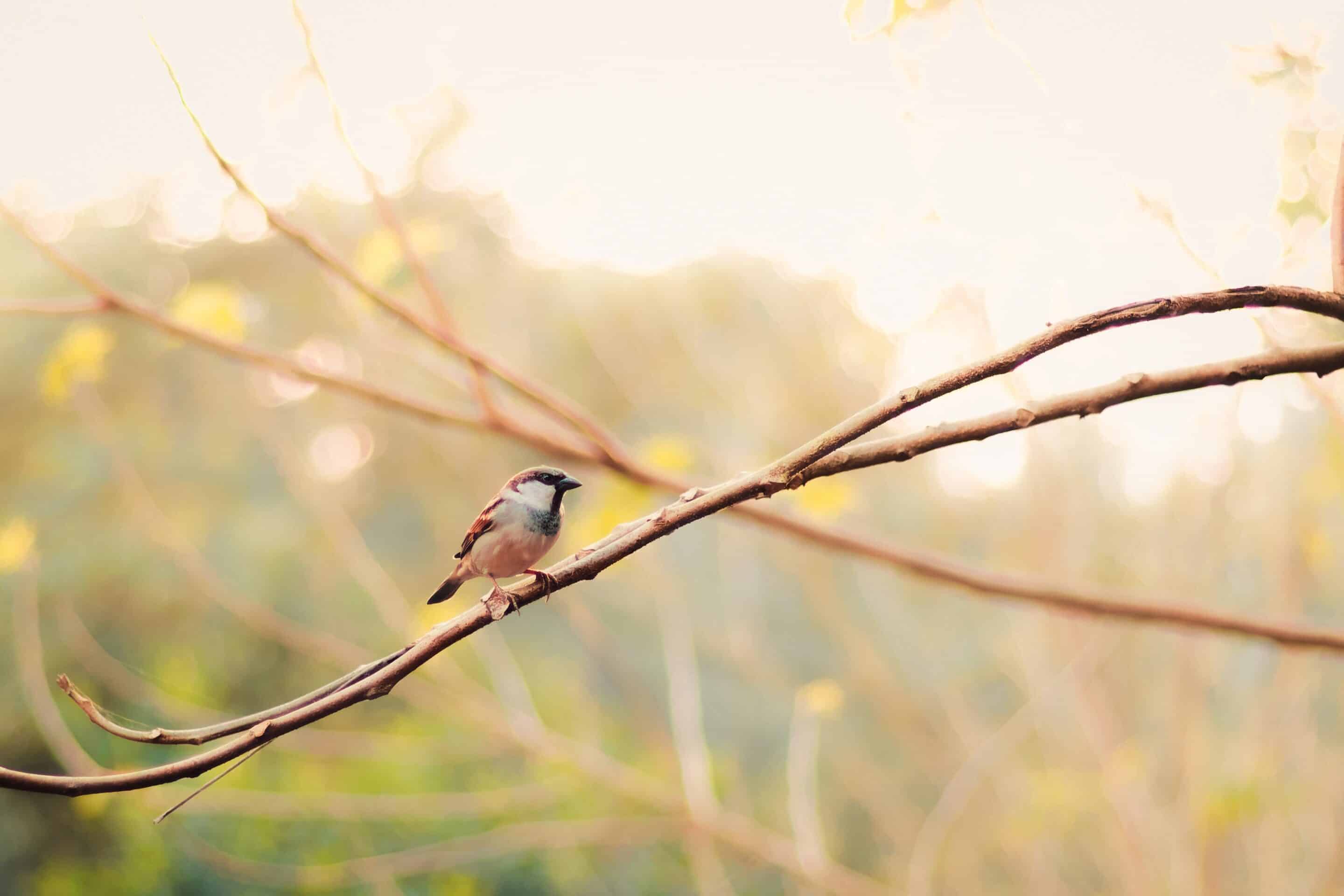 ri1yad-house-sparrow-9279721